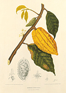 Bild Kakaobaum